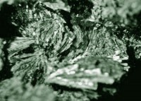 /album/galerie-photos/graoueres-p1-actinote-5300-mod2-jpg/